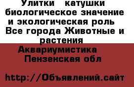 Улитки – катушки: биологическое значение и экологическая роль - Все города Животные и растения » Аквариумистика   . Пензенская обл.
